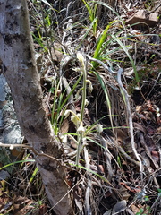 Dioscorea dregeana