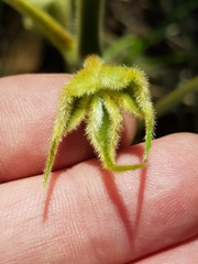 Dioscorea dregeana