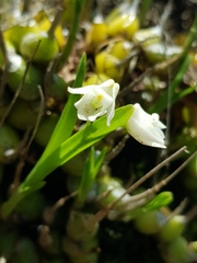 Polystachya ottoniana