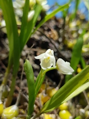 Polystachya ottoniana