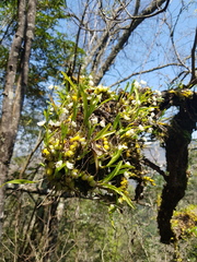 Polystachya ottoniana