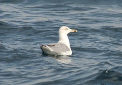 Larus michahellis