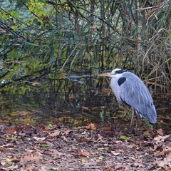 Ardea cinerea