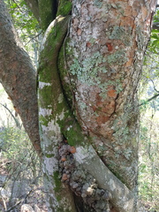 Ficus craterostoma