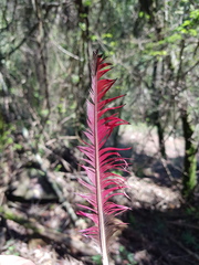 Tauraco corythaix phoebus