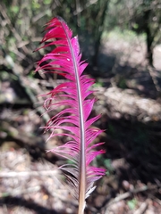 Tauraco corythaix phoebus