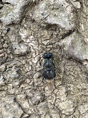 Isomerocera quadrilineata