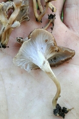 Craterellus undulatus