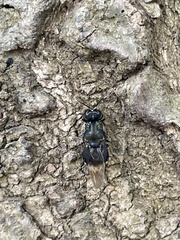 Isomerocera quadrilineata