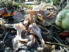 Craterellus undulatus