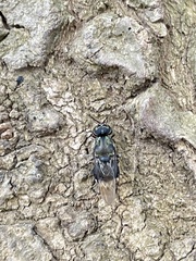 Isomerocera quadrilineata