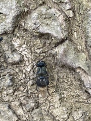 Isomerocera quadrilineata