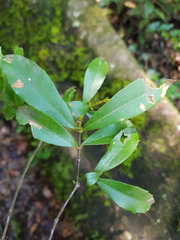 Cassipourea malosana