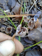 Craterellus undulatus