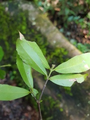 Cassipourea malosana