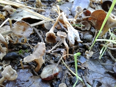 Craterellus undulatus