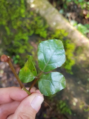 Rhoicissus rhomboidea