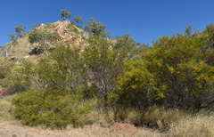 Acacia lysiphloia