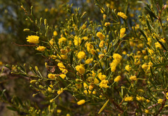 Acacia lysiphloia