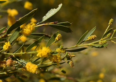Acacia lysiphloia
