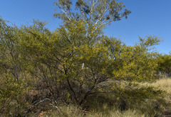 Acacia lysiphloia