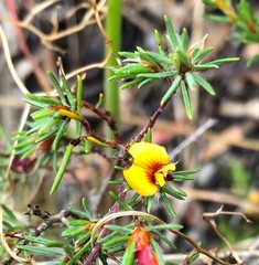 Pultenaea tenuifolia