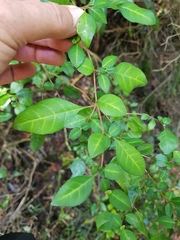 Sclerochiton harveyanus