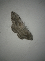 Thysania zenobia