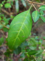 Sclerochiton harveyanus