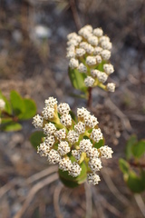 Salmea petrobioides