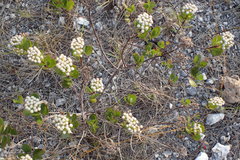 Salmea petrobioides