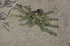 Camissoniopsis cheiranthifolia cheiranthifolia