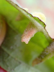 Craneiobia tuba