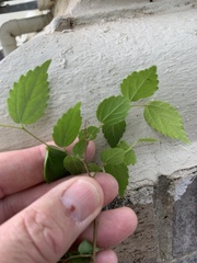Celtis
