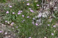 Thysanotus dichotomus