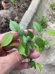 Celtis