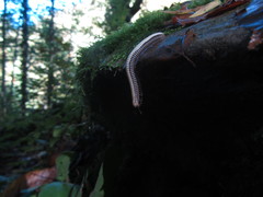 Pachyiulus krivolutskyi