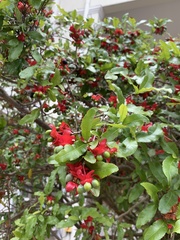 Ochna serrulata