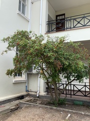 Ochna serrulata
