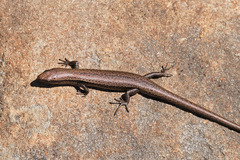 Carinascincus