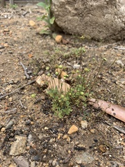 Cotula australis