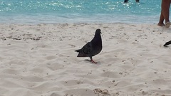 Columba livia domestica