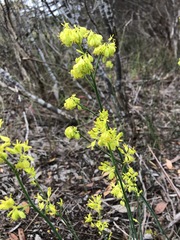 Glischrocaryon behrii