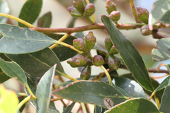 Eucalyptus johnstonii