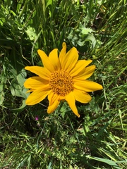 Wyethia angustifolia
