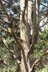 Eucalyptus johnstonii