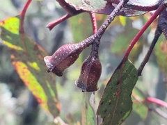 Eucalyptus urnigera