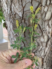 Melilotus indicus