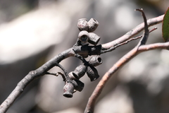 Eucalyptus urnigera