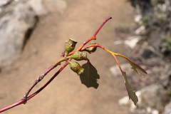 Eucalyptus urnigera